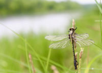 Skillet Clubtail (Gomphurus ventricosus)