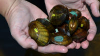 America’s freshwater mussels are going extinct — here’s why that sucks
