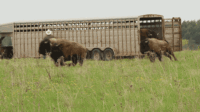 Poetry on the prairie: Read haiku inspired by Belwin’s bison release