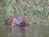 Guest Post: A Guest In Nature’s House