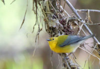 Grants available for bird habitat restoration in St. Croix River region