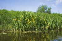 Yellow iris: invasive, increasing, and in bloom right now along the St. Croix River