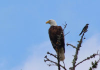 Freedom birds: Bald eagle encounters on the St. Croix