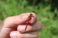 Video: Dragonfly diehards from across America visit St. Croix Valley