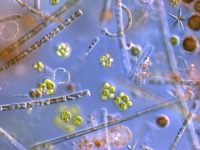 Microscope reveals diverse life in the St. Croix River