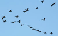 St. Croix Creature Feature: Pelicans use the river as a north-south highway pelicans flying featured