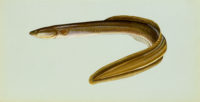 St. Croix Creature Feature: Eels migrate between the St. Croix River and Atlantic Ocean