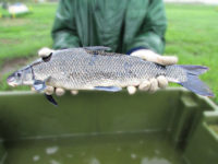 Creature Feature: Blue suckers can warn us when something is wrong with the river