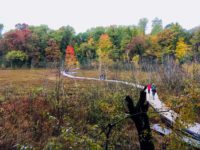Mooneye, sturgeon and microplastics in trout
