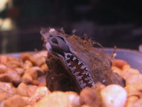 Scientists track St. Croix River catfish to understand life cycle of endangered mussels