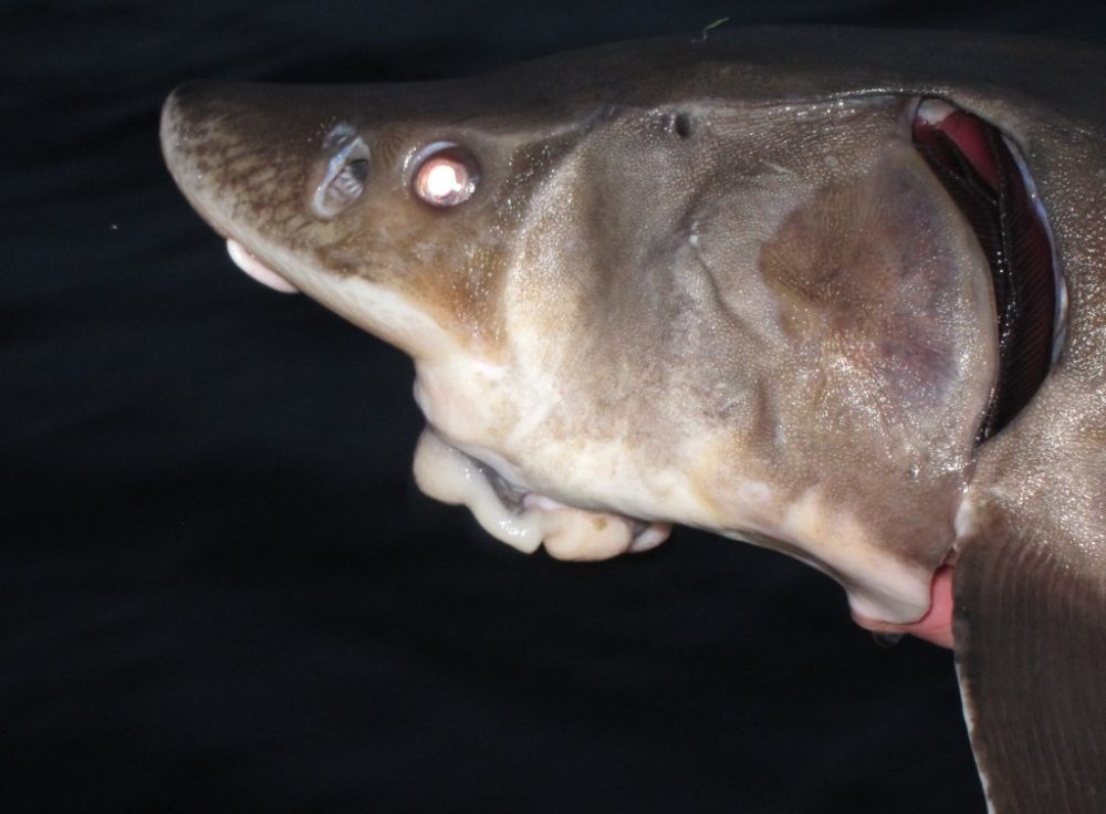 Head of a lake sturgeon. (Photo by Laurie Allmann)