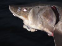 Night of the Sturgeon