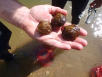 Creature Feature: Winged mapleleaf mussels cling to existence in a short stretch of the St. Croix