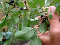 Invasive buckthorn can cause increased erosion and nutrient runoff into nearby waters