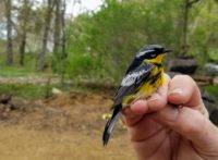 Citizen scientists made 5,000 observations of 1,300 living things in the St. Croix River region last year