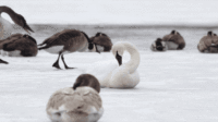 Swans Chillin’: White on White