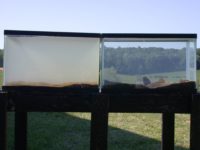 Mussels making moves for water quality