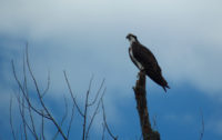 Ospreys’ recovery from pollution and shooting is a global conservation success story