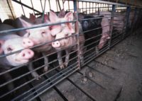 Proposed hog farm causes concerns for neighbors and the St. Croix River