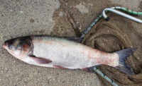 Commercial fisherman captures invasive silver carp in St. Croix River