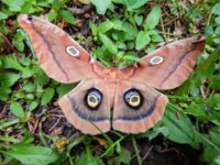 There is more to moths than meets the eye