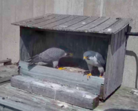 Watch live as peregrine parents nest on St. Croix smokestack Xcel King Plant Peregrines