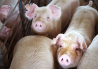 Hogs live out their last days in the "finishing shed," where the