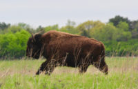 Spring celebration welcomes bison back to Belwin prairie