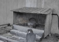 Peregrine falcon chicks hatch on Bayport nest camera