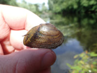 Survey finds St. Croix River has most mussel species of any Wisconsin waters OLYMPUS DIGITAL CAMERA