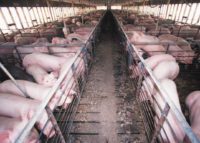 Proposed large-scale hog farm near St. Croix tributary hits hurdle