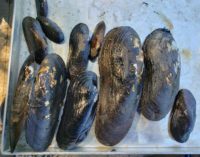 St. Croix Creature Feature: River is refuge for endangered mussel 20190814_130638