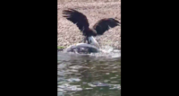 Viral video shows eagle swimming in the St. Croix with a muskie in its talons