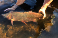 Minnesota DNR captures and tags invasive silver carp in St. Croix River Silver-Carp-Tagged-In-St-Croix-River-Sept-2019