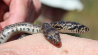 Stalking bullsnakes on St. Croix Valley sand plains