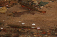 Brook Trout holding their own in St. Croix tributaries brook-trout-3