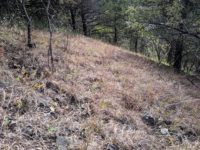 Looking for long lost prairie remnants in Afton State Park