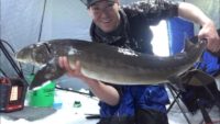 Watch: First-timer catches three sturgeon through the ice