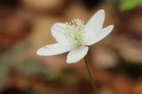 Celebrate spring in the St. Croix Valley with wildflowers