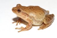 Afton State Park phenology, week of April 10, 2020