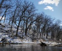 Fresh snow, flooded forest