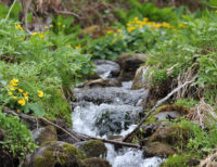 Geese, frogs, spring: Poems from the online Marine on St. Croix Poetry Crawl