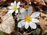 Eyes glued to the ground as the growing season gets going