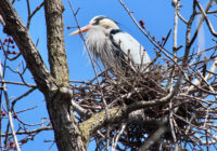 Afton State Park phenology, March 31 to April 6