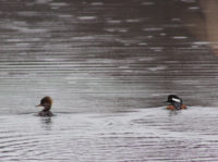 Signs of spring at Afton State Park