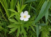 Medallion hunt at Star Prairie nature preserve begins May 1
