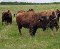 Watch: Bison are back at Belwin 20200518_143932