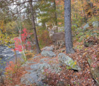 Conservation groups seek landowners to help permanently protect St. Croix River watershed