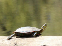 painted-turtle