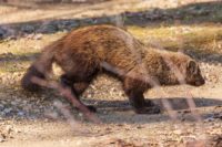 St. Croix Creature Feature: Local photographer shares fisher sighting
